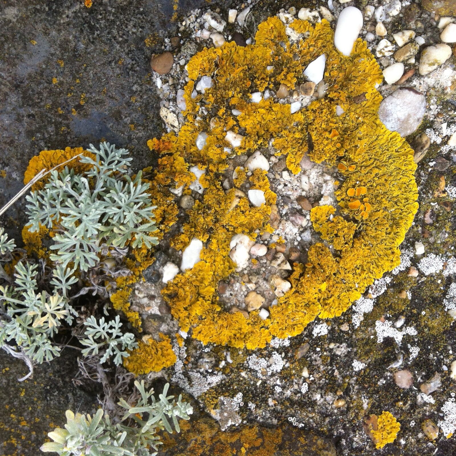 iPhone 4 back camera 3.85mm f/2.8 sample photo. Moss, colors, coast photography