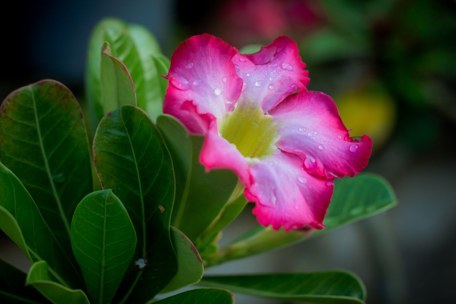 Canon EOS 700D (EOS Rebel T5i / EOS Kiss X7i) + Canon EF 50mm F1.8 STM sample photo. Invited to visit, plant photography