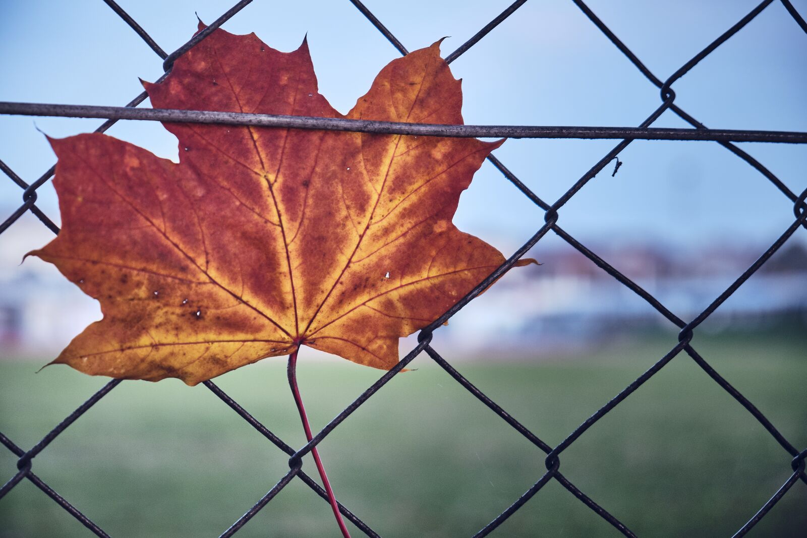 Fujifilm XF 18-55mm F2.8-4 R LM OIS sample photo. Autumn, letting go, caught photography