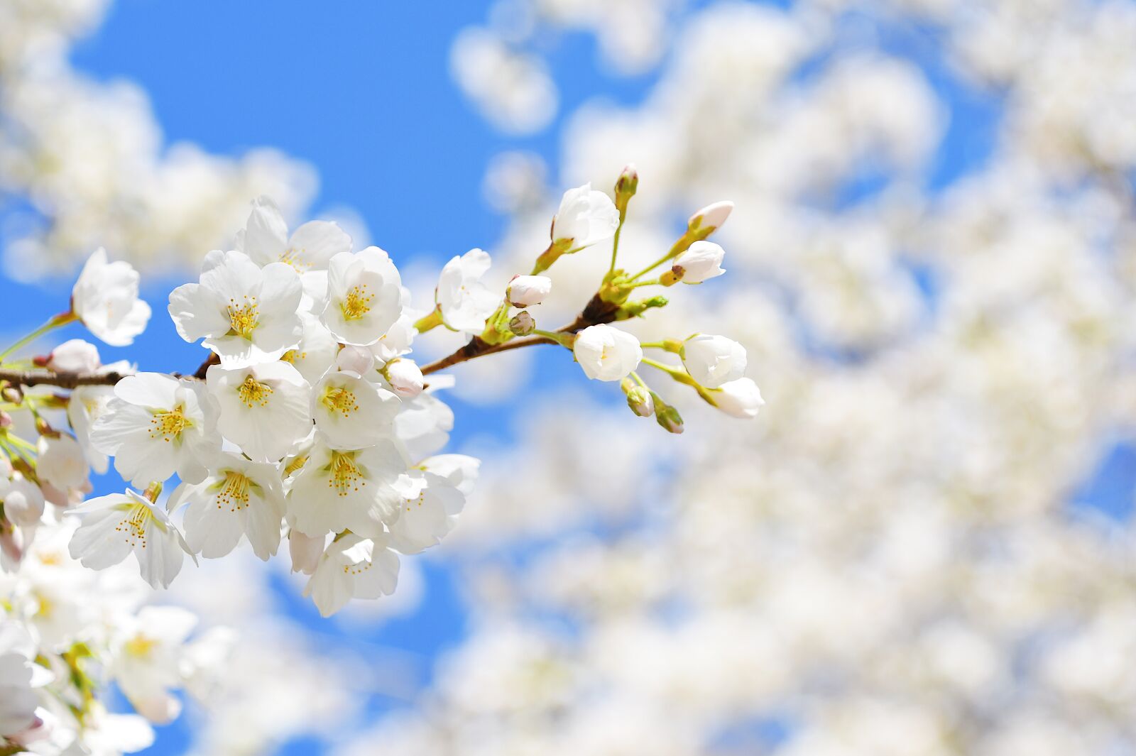 Nikon D7200 sample photo. Cherry blossom, petal, spring photography