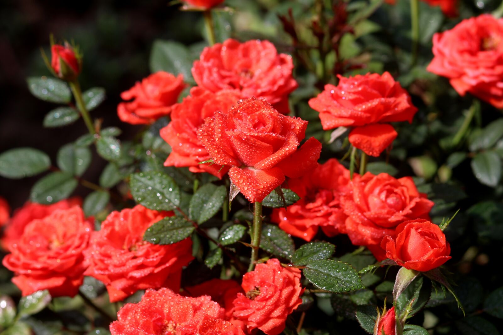 Canon EOS 700D (EOS Rebel T5i / EOS Kiss X7i) + Canon EF 85mm F1.8 USM sample photo. Roses, dew, red photography