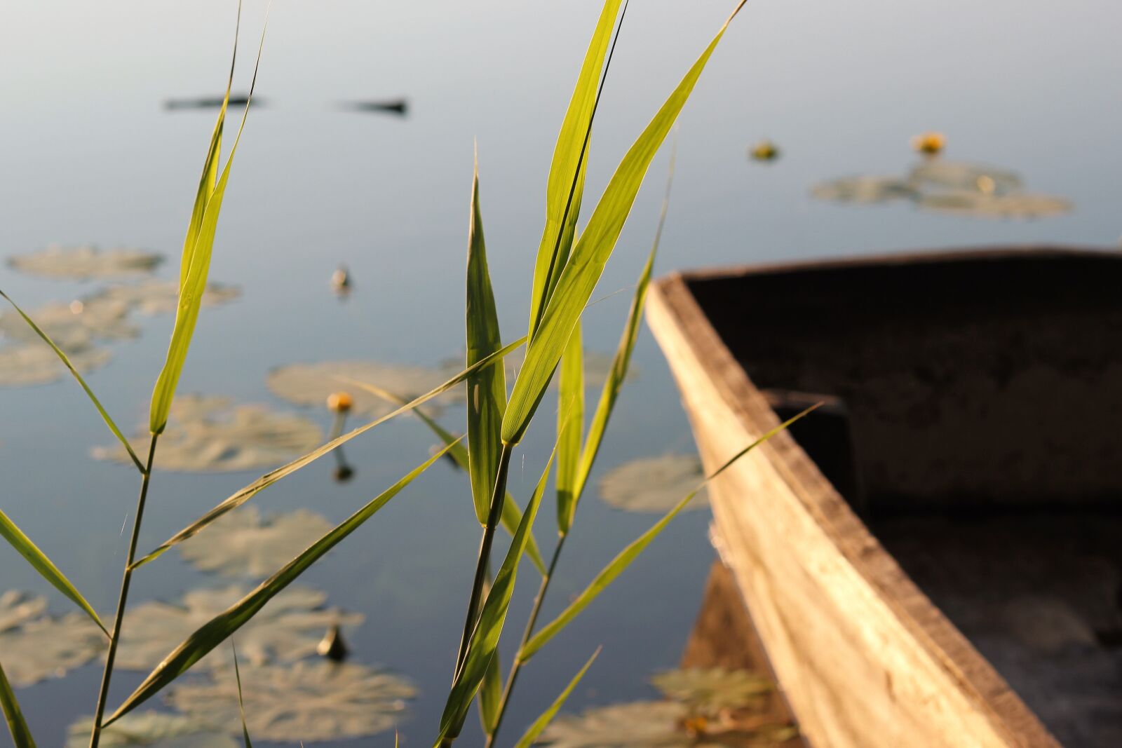 Canon EOS 550D (EOS Rebel T2i / EOS Kiss X4) sample photo. Lake, boat, cane photography