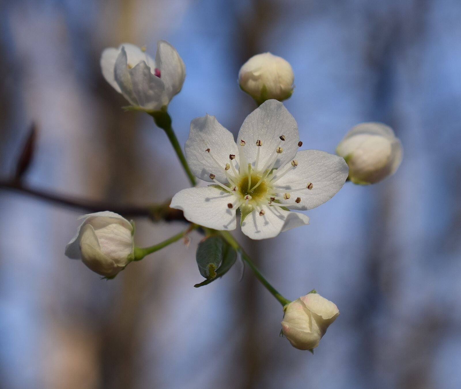Nikon D3300 sample photo. Wild cherry blossoms, wild photography