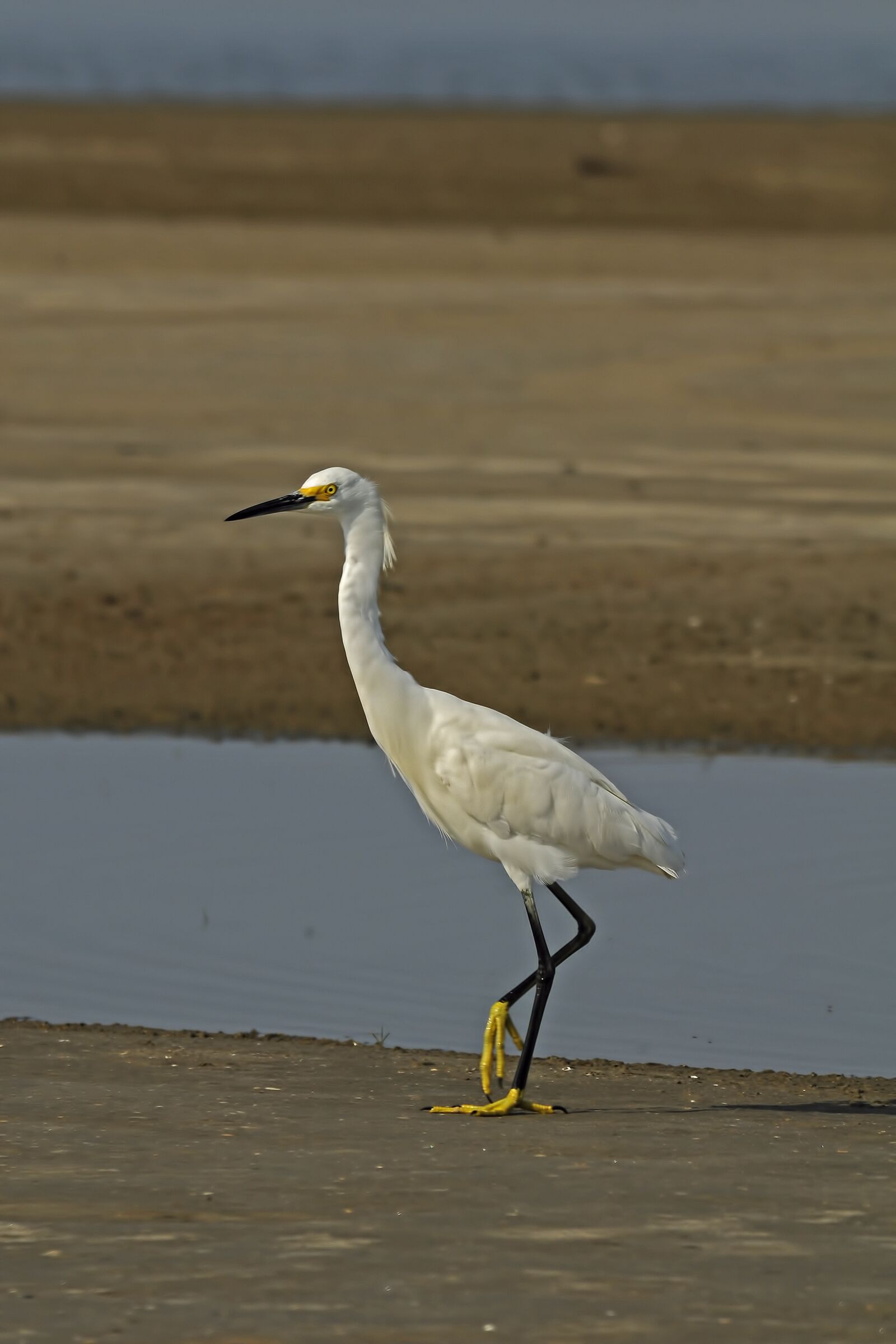 Nikon D300 sample photo. Snowy egret, bird, wetlands photography