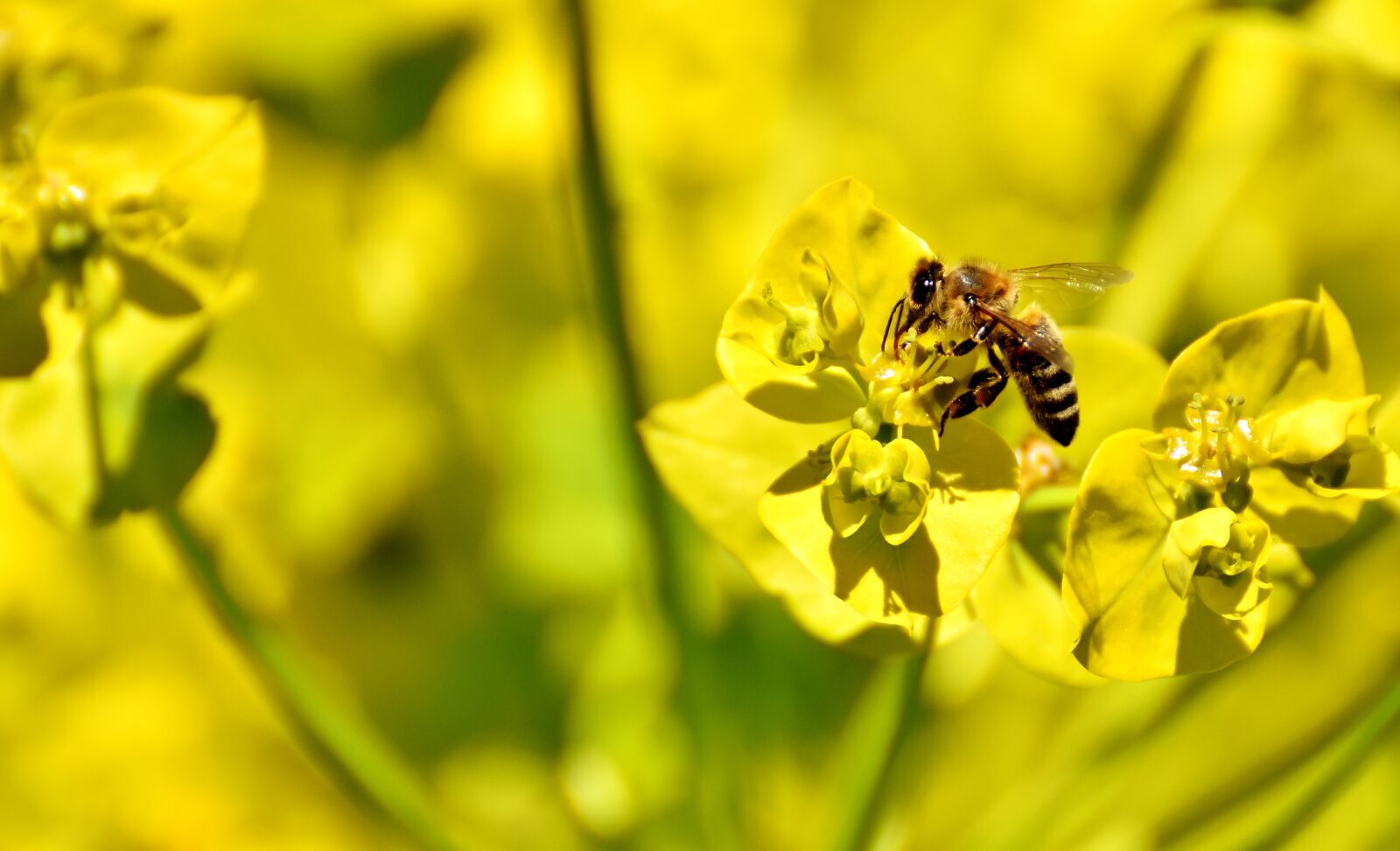 Nikon D7200 sample photo. Flowers, summer, yellow photography