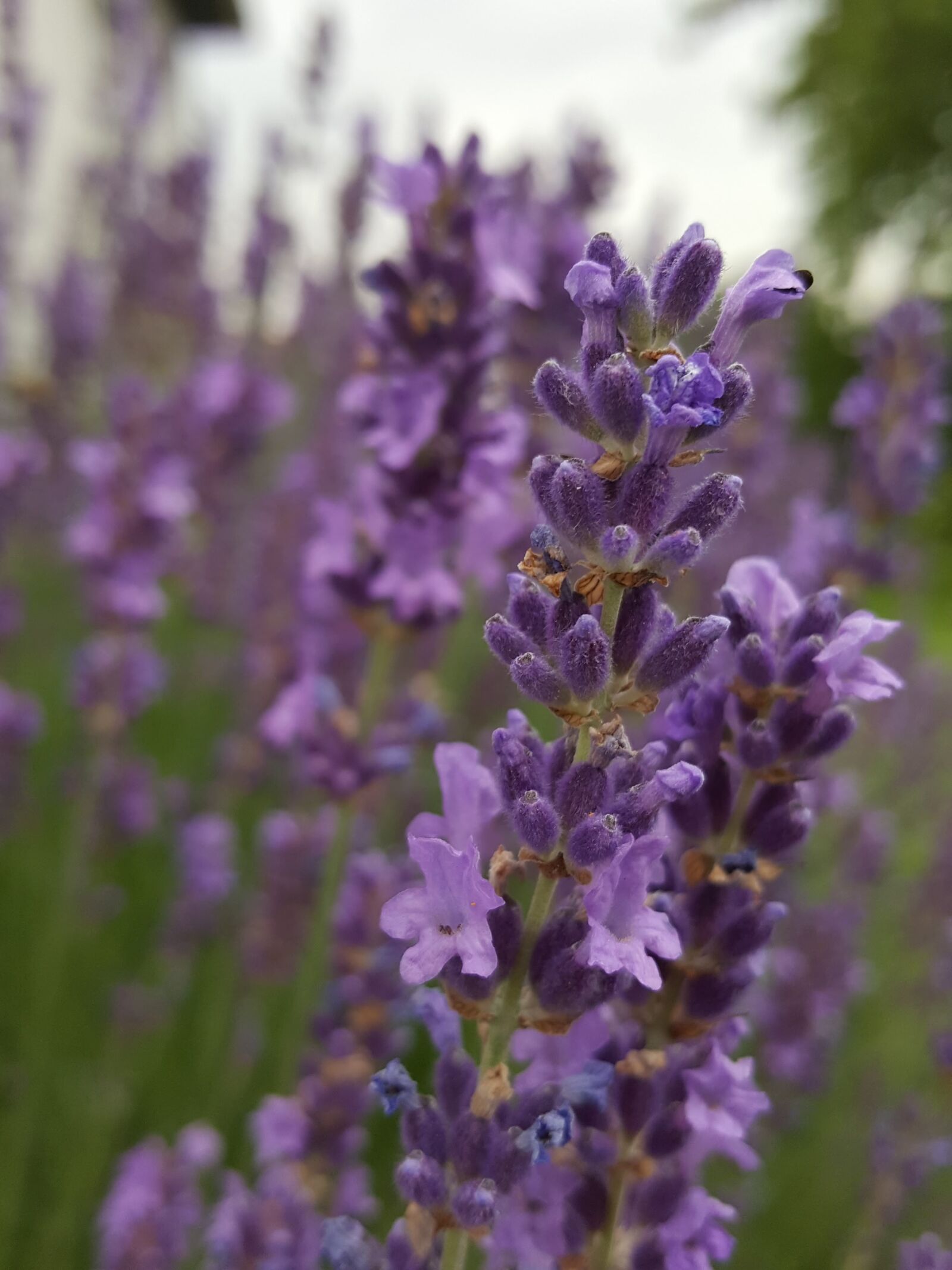 Samsung Galaxy S6 sample photo. Lavender, fragrance, purple photography