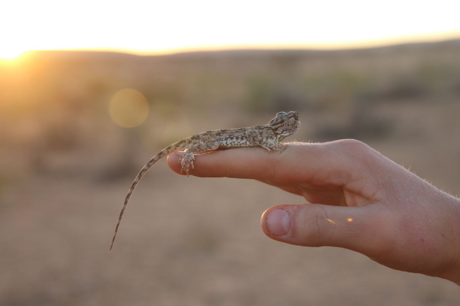 Canon EOS 600D (Rebel EOS T3i / EOS Kiss X5) sample photo. Lizard, africa, namibia photography