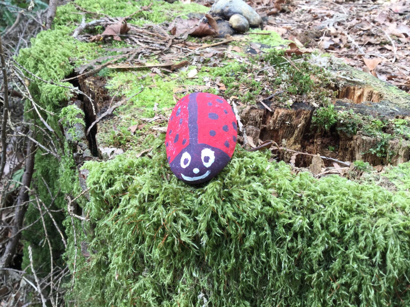 Apple iPod touch sample photo. Ladybug, painted rock, tree photography