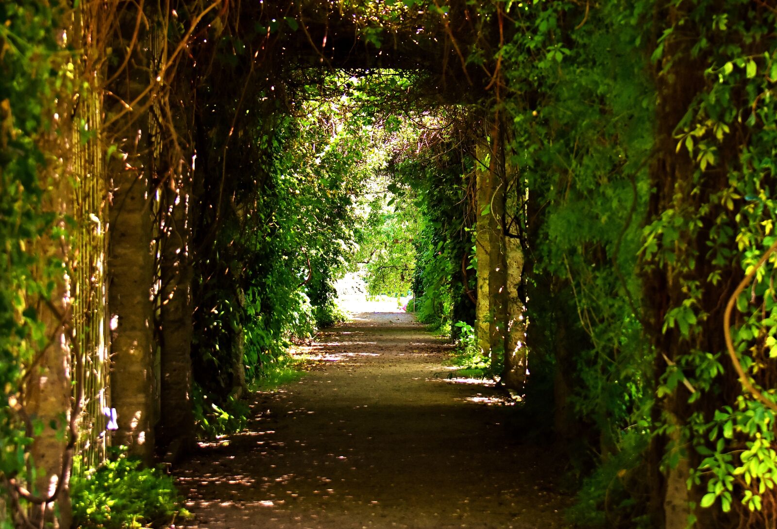 Nikon D7200 sample photo. Passage, trees, romantic photography