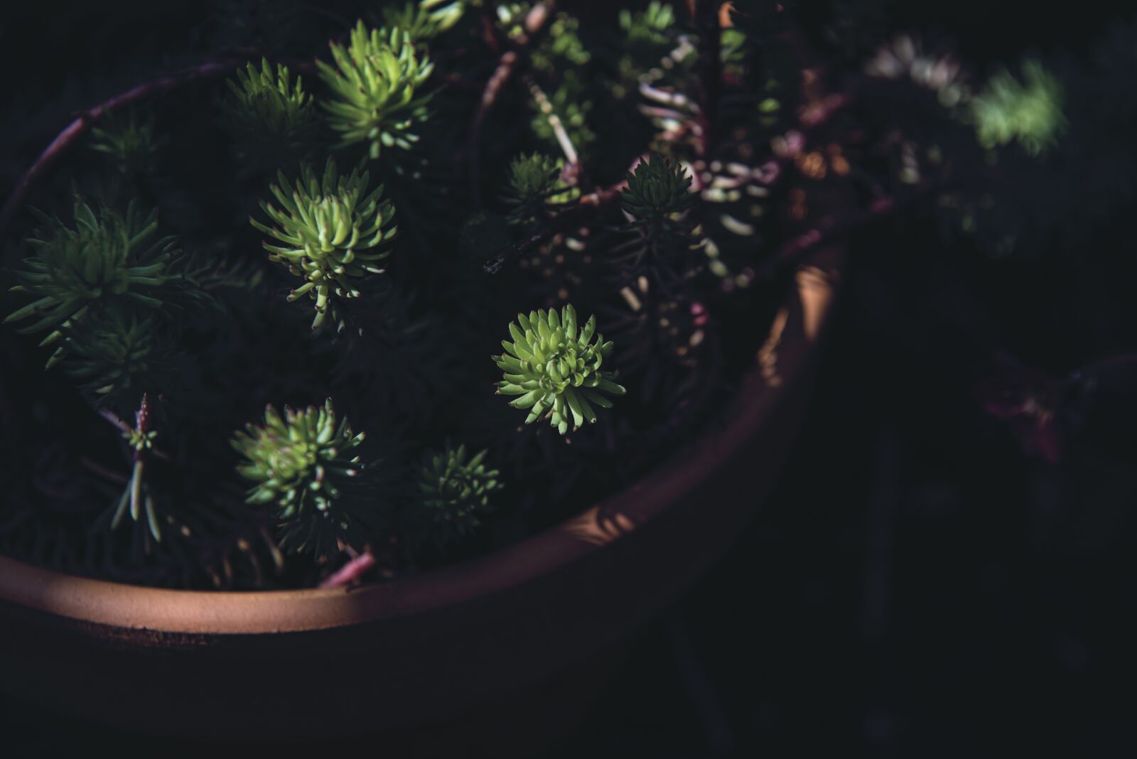 Nikon D750 sample photo. Close-up, dark, daylight photography