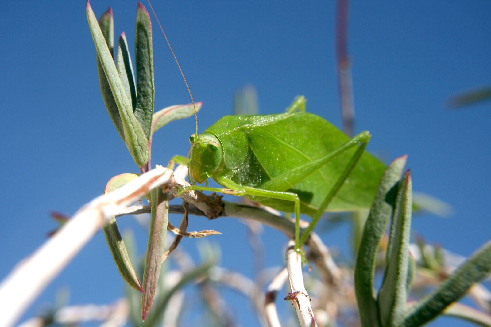 Canon EOS 400D (EOS Digital Rebel XTi / EOS Kiss Digital X) sample photo. Grasshopper, insect, leaf photography