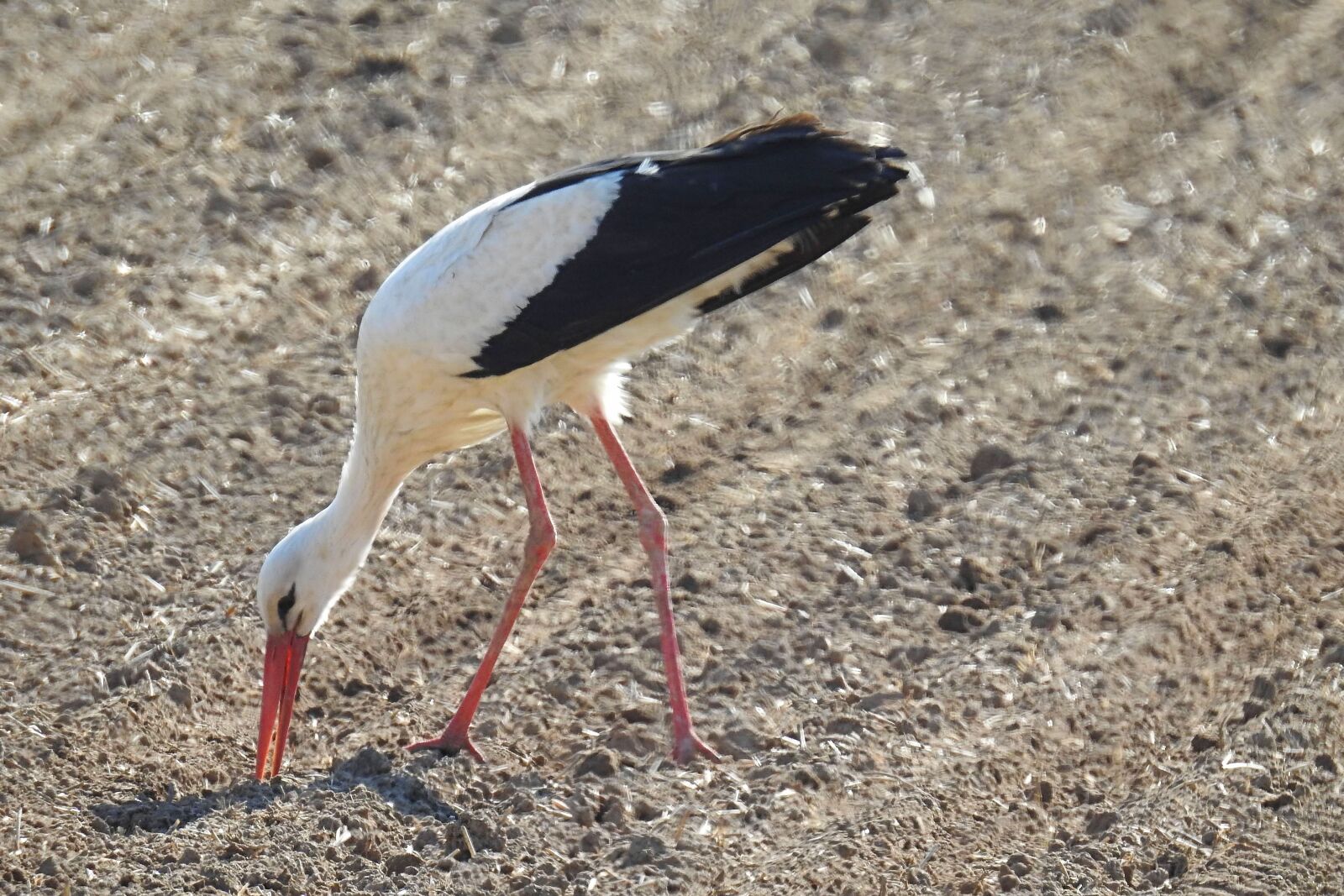 Nikon Coolpix P900 sample photo. Stork, field, foraging photography