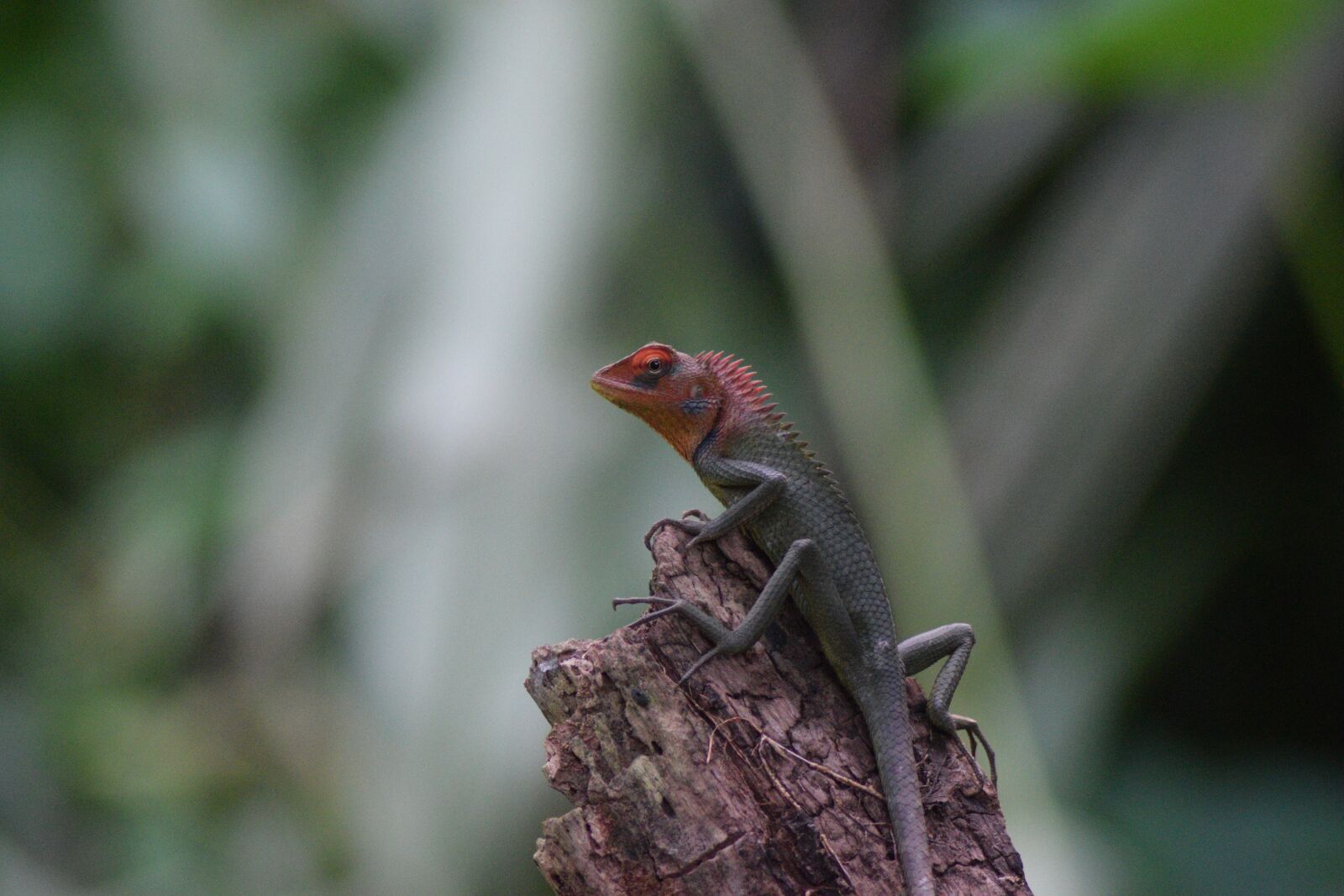 Nikon D3300 sample photo. Animals, wild, safari photography
