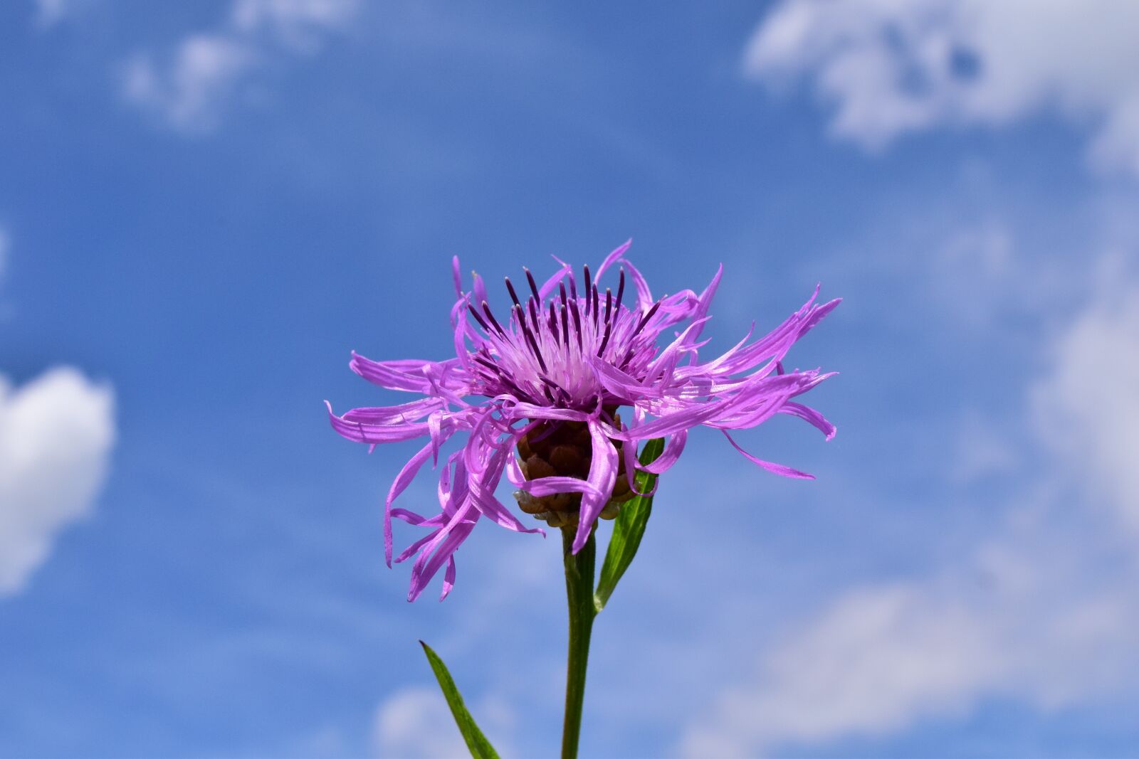 Nikon D3300 sample photo. Knapweed, centaurea jacea, had photography
