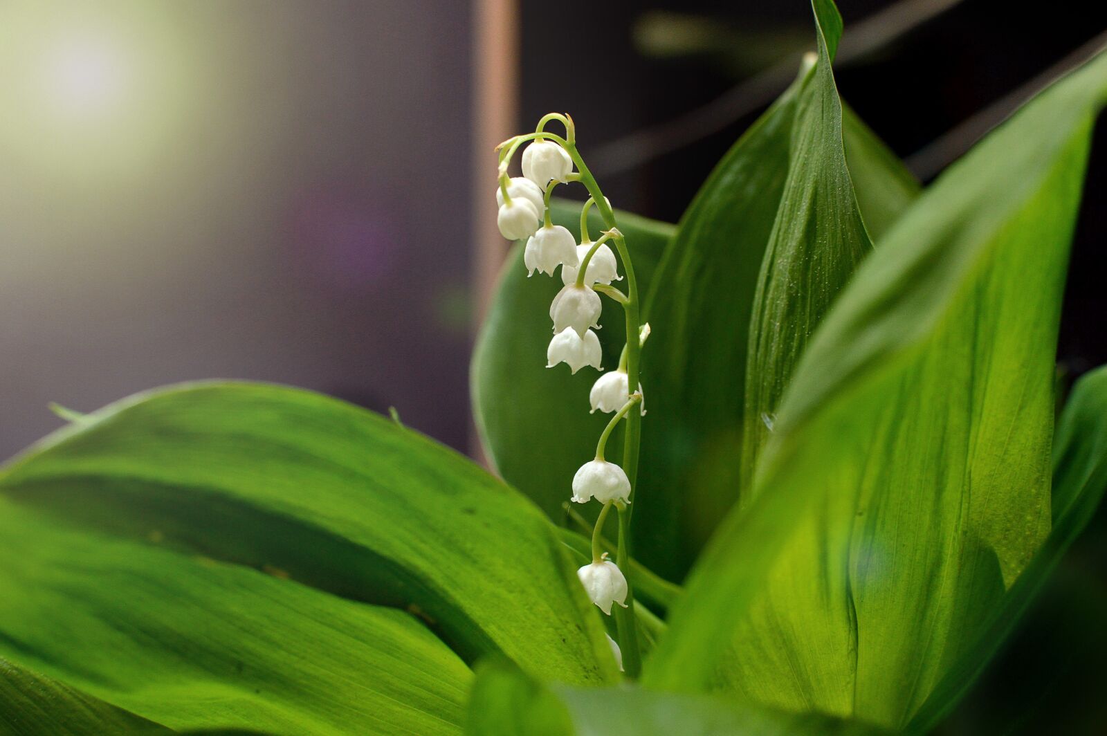 Nikon D3200 sample photo. Lilies of the valley photography