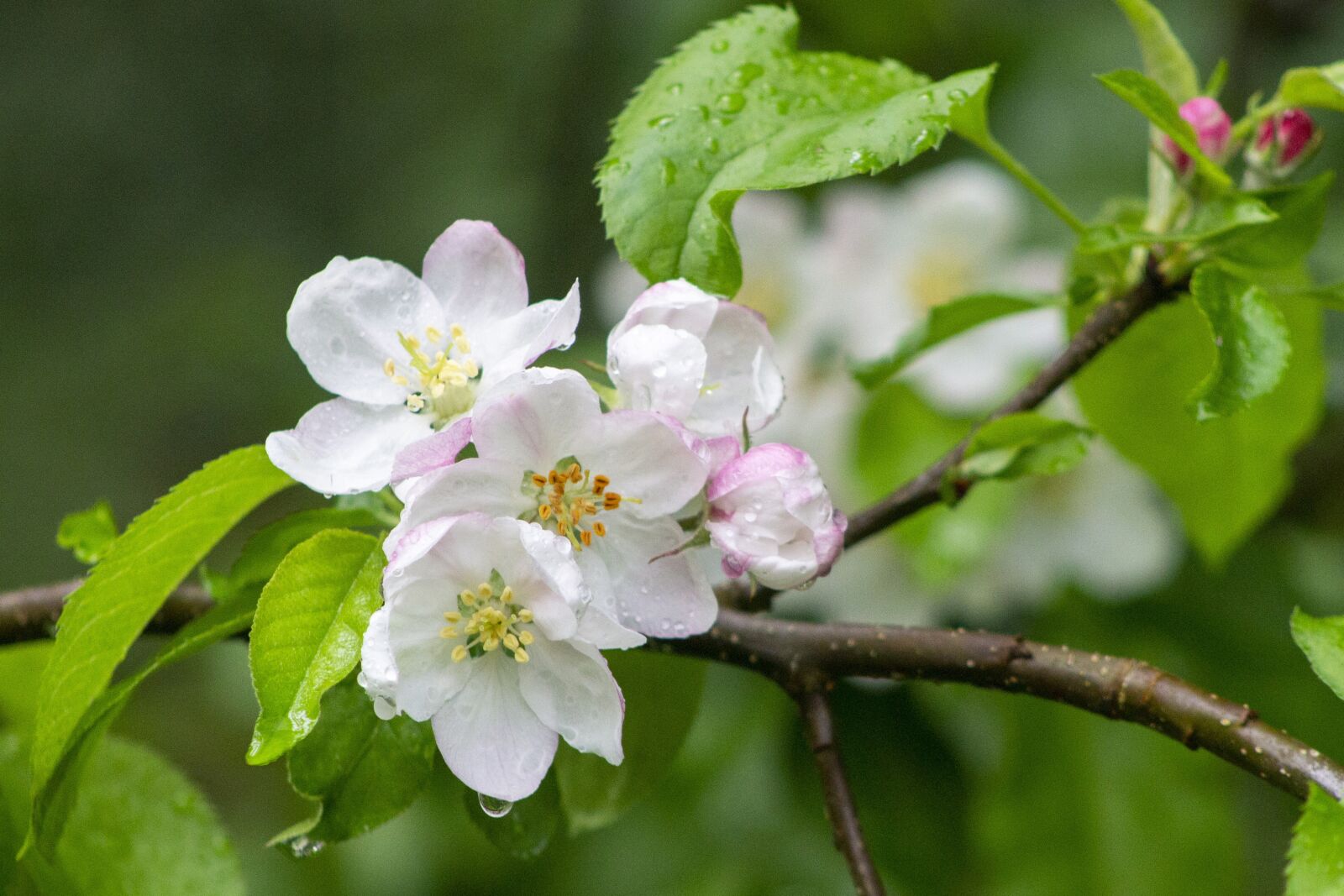 Canon EOS 1100D (EOS Rebel T3 / EOS Kiss X50) + Canon EF75-300mm f/4-5.6 sample photo. Apple blossom, spring, raindrops photography