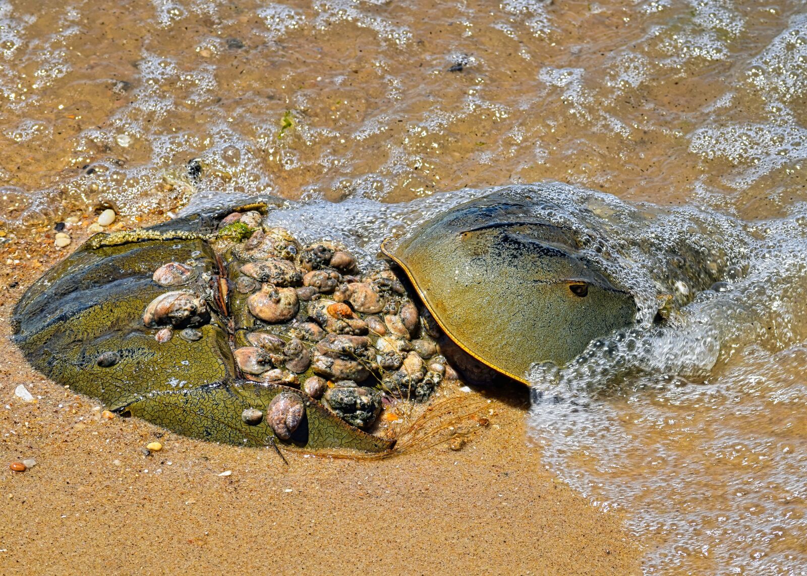 Nikon D3300 sample photo. Horseshoe, sand, tidal photography