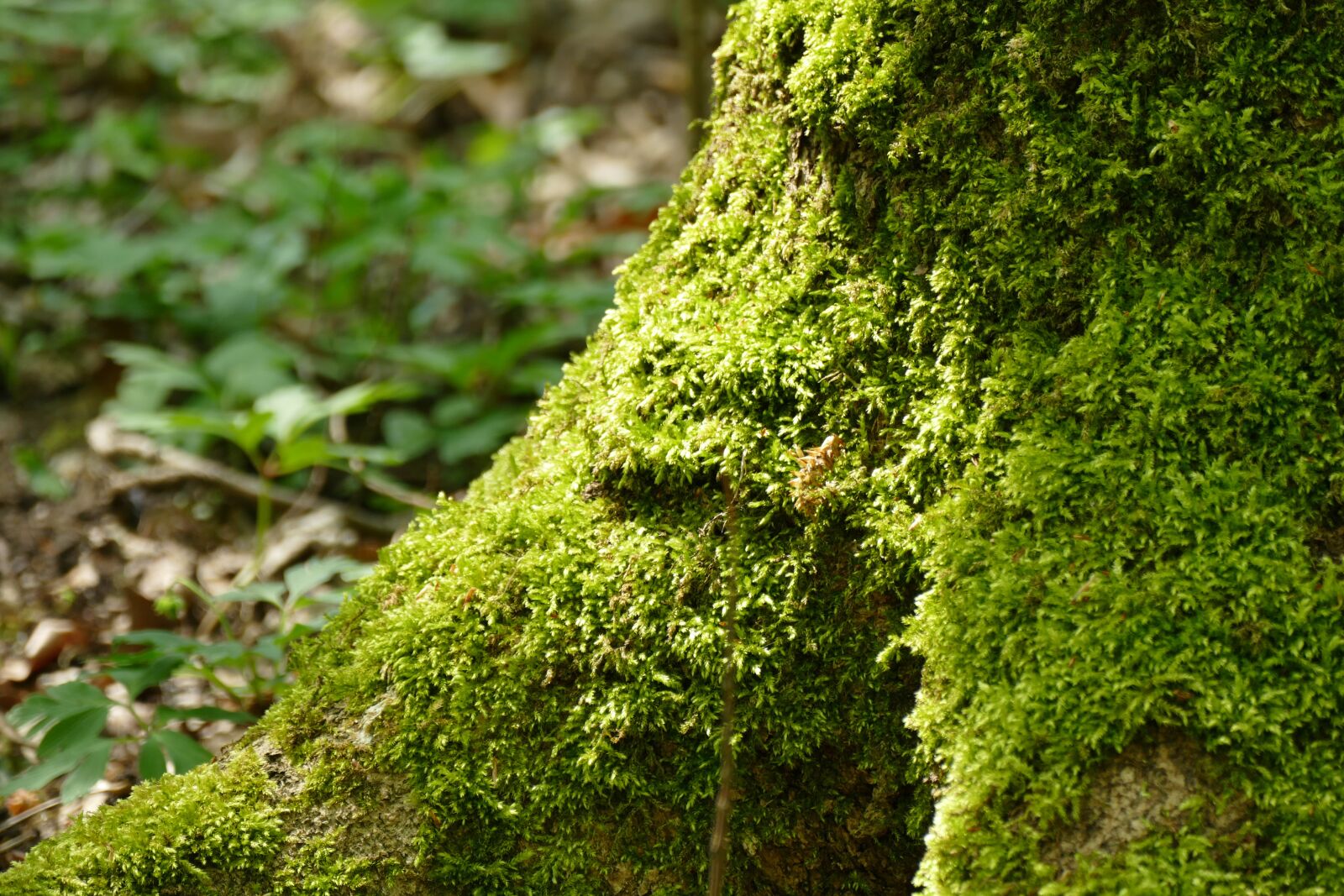 Panasonic Lumix DMC-FZ1000 sample photo. Nature, leaf, wood photography