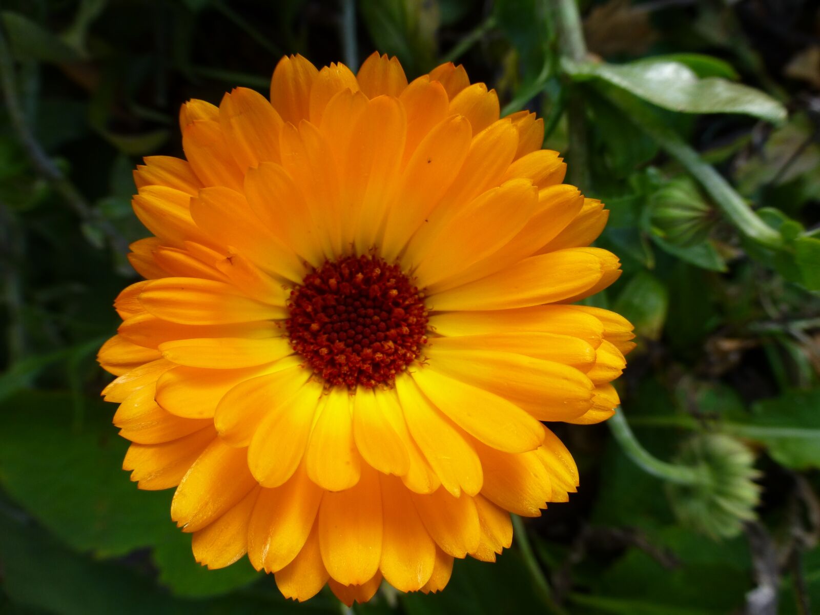 Panasonic DMC-TZ31 sample photo. Marigold, orange, blossom photography