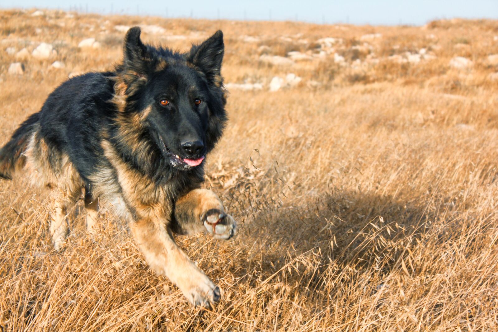 Canon EOS 550D (EOS Rebel T2i / EOS Kiss X4) sample photo. Dog, run, pet photography