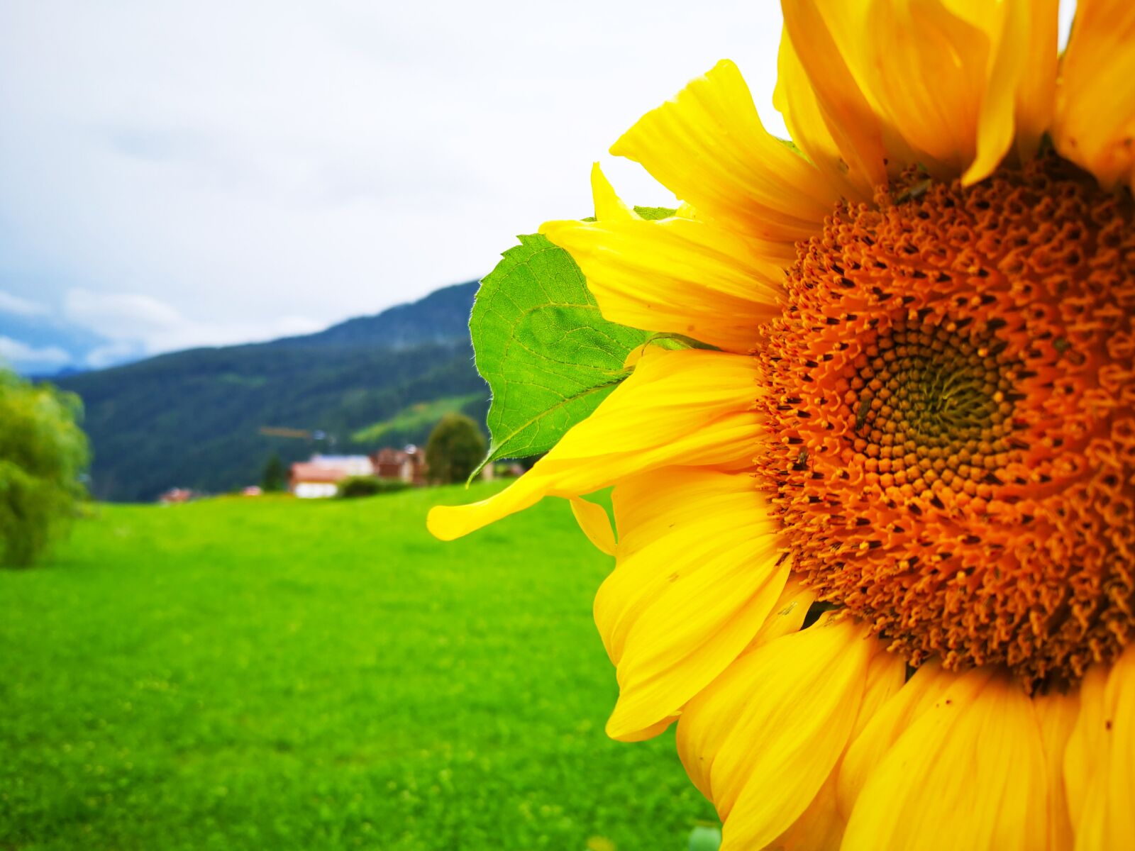 HUAWEI P20 sample photo. Sunflower, flower, spring photography