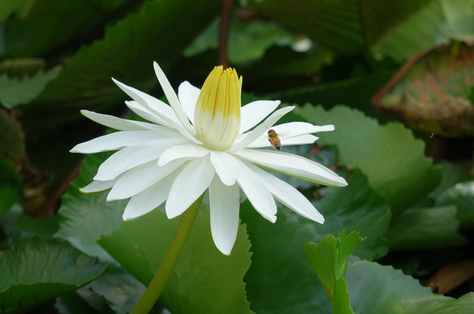 Sony Cyber-shot DSC-RX10 sample photo. Nymphaea alba, lotus, water photography