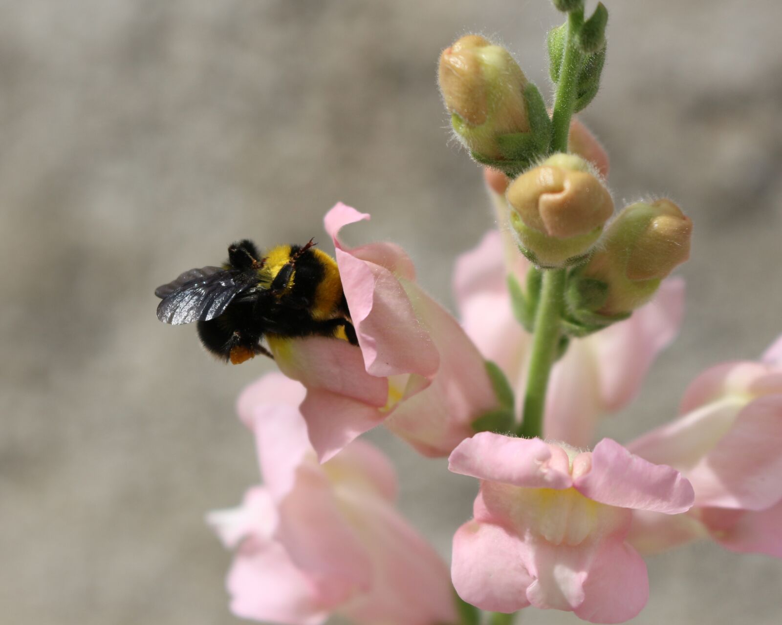 Canon EOS 700D (EOS Rebel T5i / EOS Kiss X7i) sample photo. Insect, bumblebee, nature photography