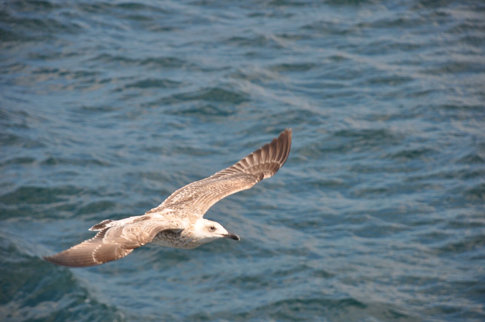 Nikon D90 sample photo. Istanbul, estuary, turkey photography