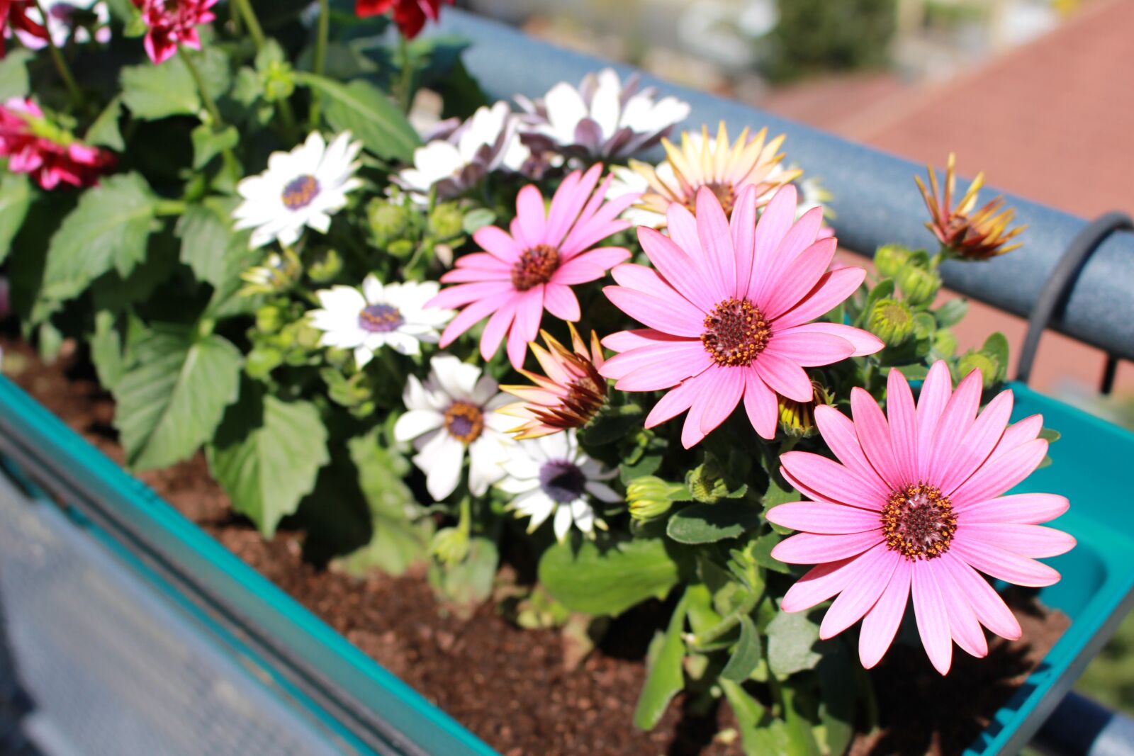 Canon EOS 700D (EOS Rebel T5i / EOS Kiss X7i) sample photo. Flowers, spring, dahlia photography