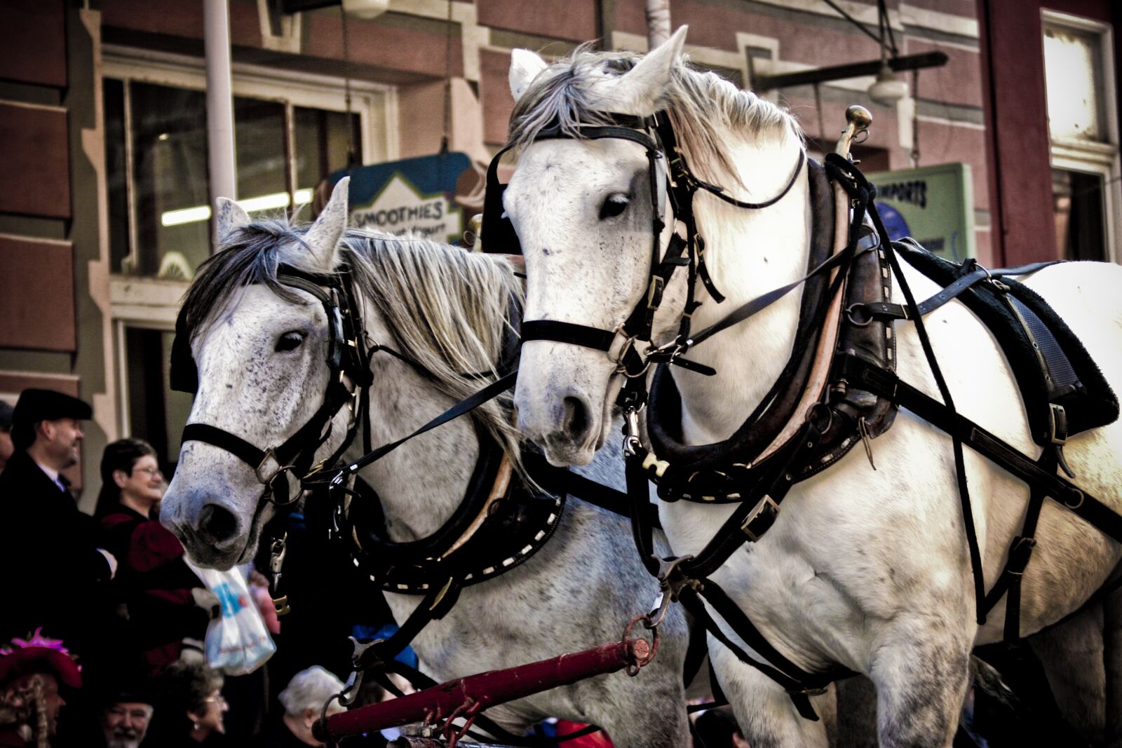 Canon EOS 20D sample photo. Horses, parade, halter photography