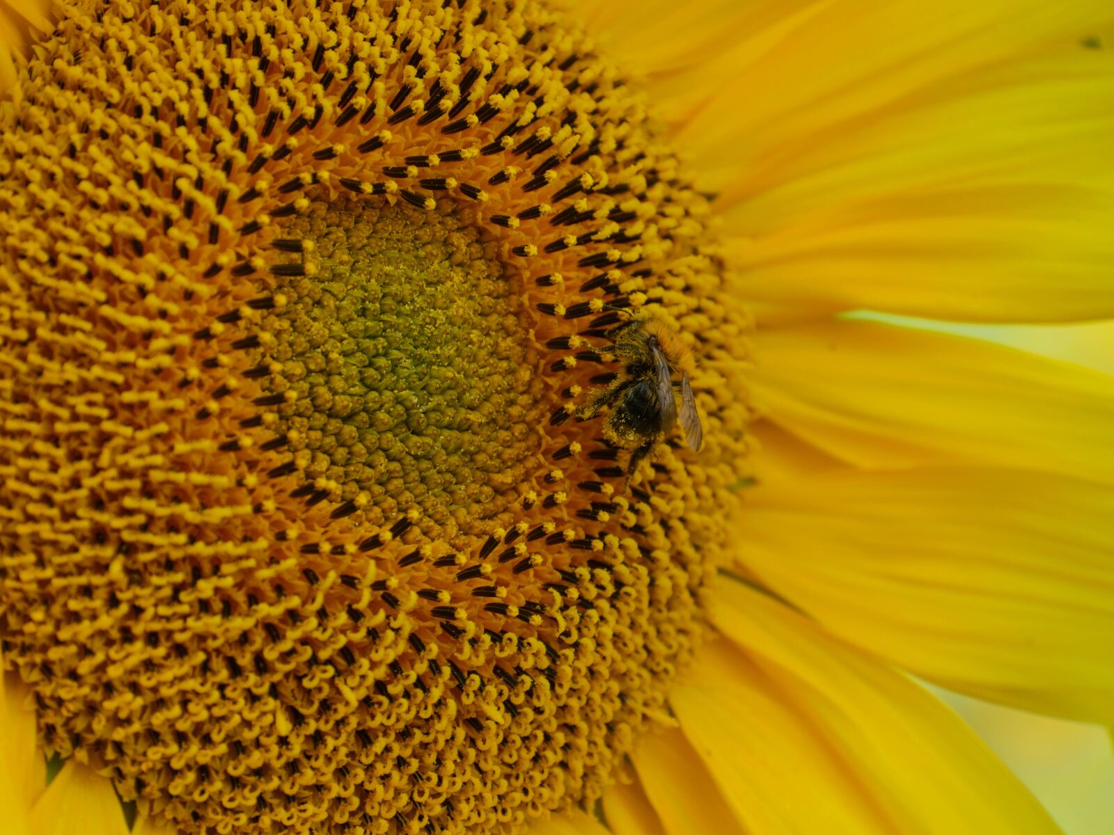 Panasonic Lumix DMC-GX8 sample photo. Sunflower, bee, pollination photography