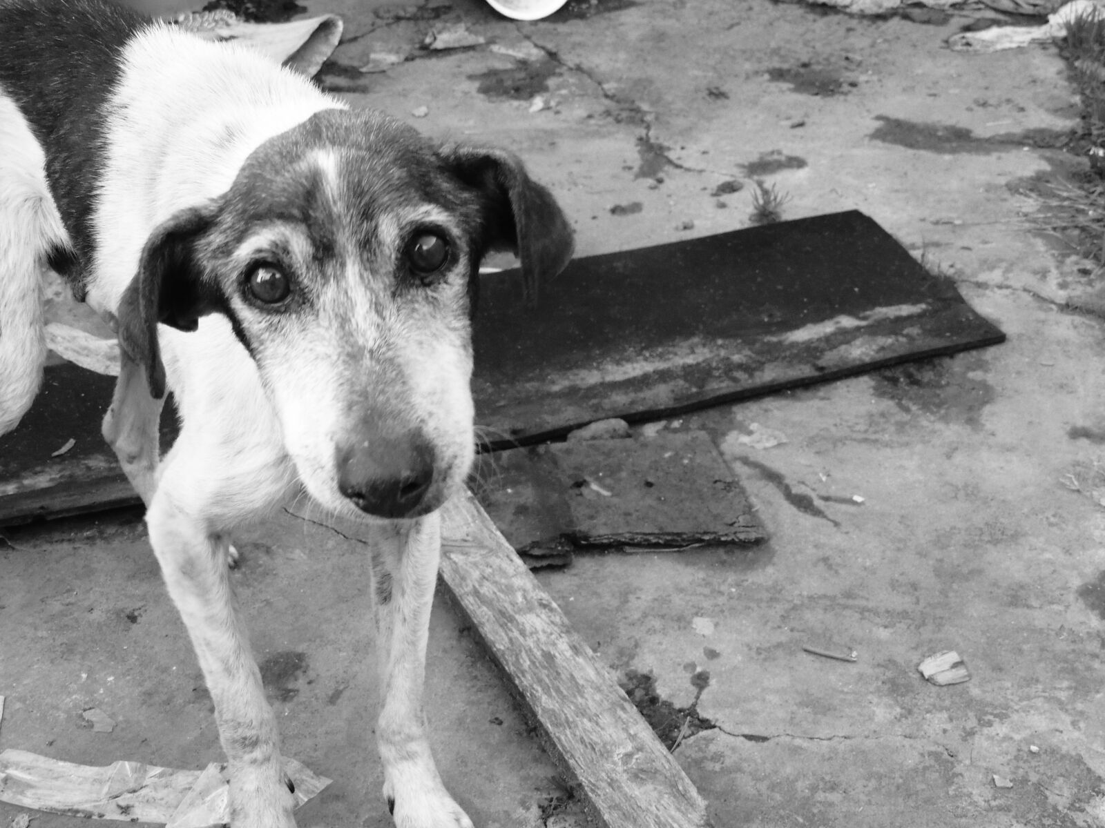 Nikon Coolpix P510 sample photo. Dog, sad, stray dog photography