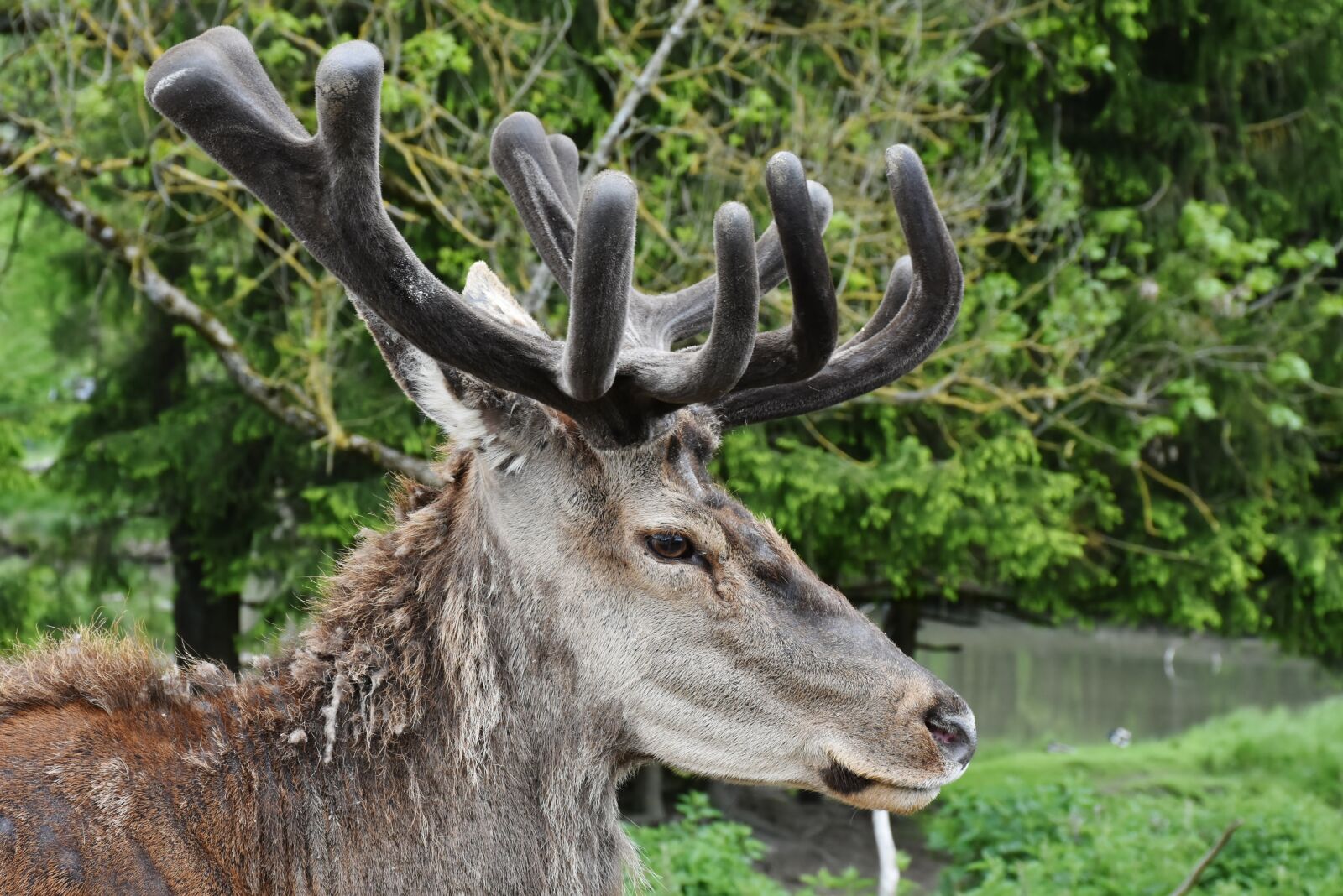Nikon D7200 sample photo. Hirsch, antler, antler carrier photography