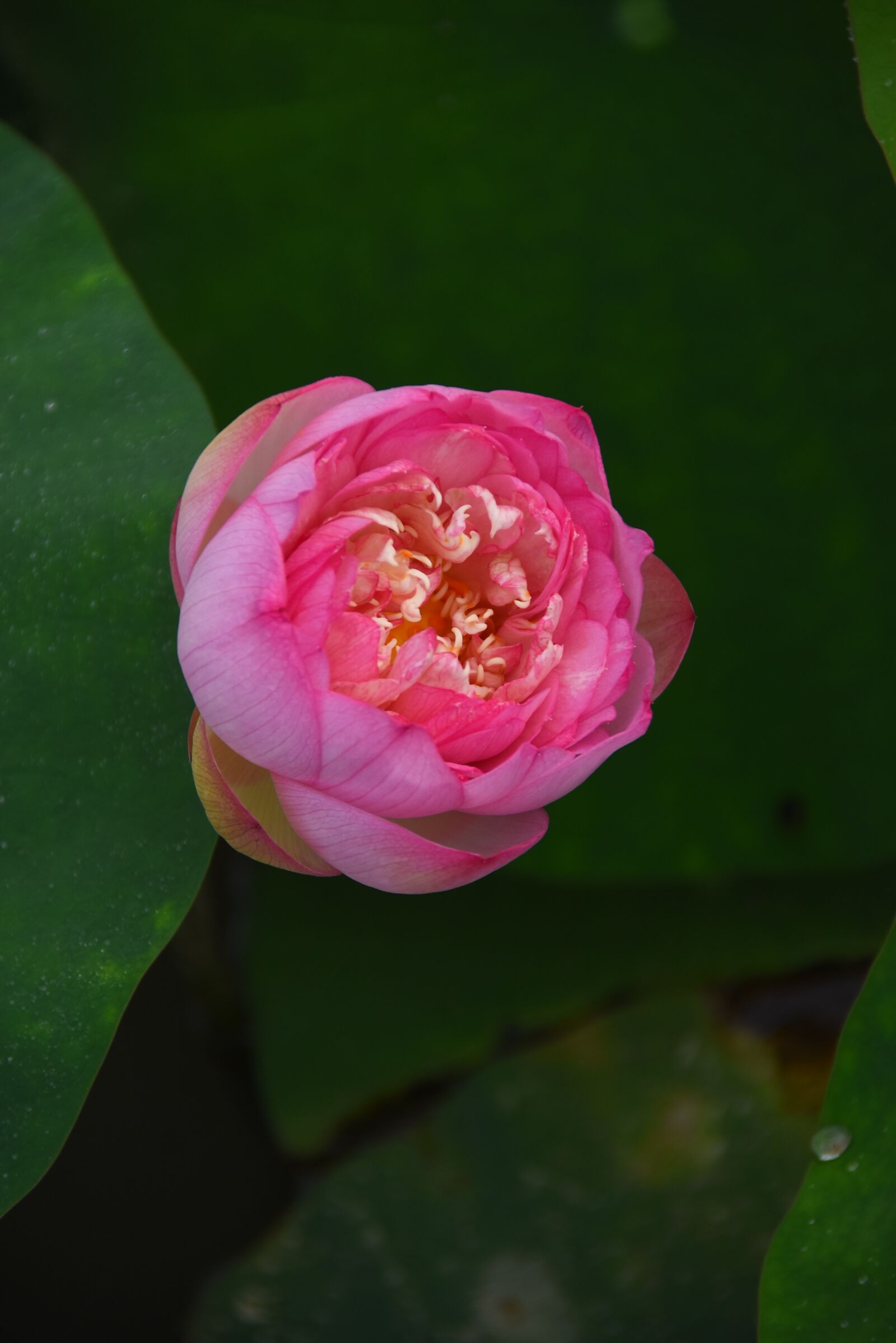 Nikon D7200 sample photo. Lotus flowers, throat, red photography