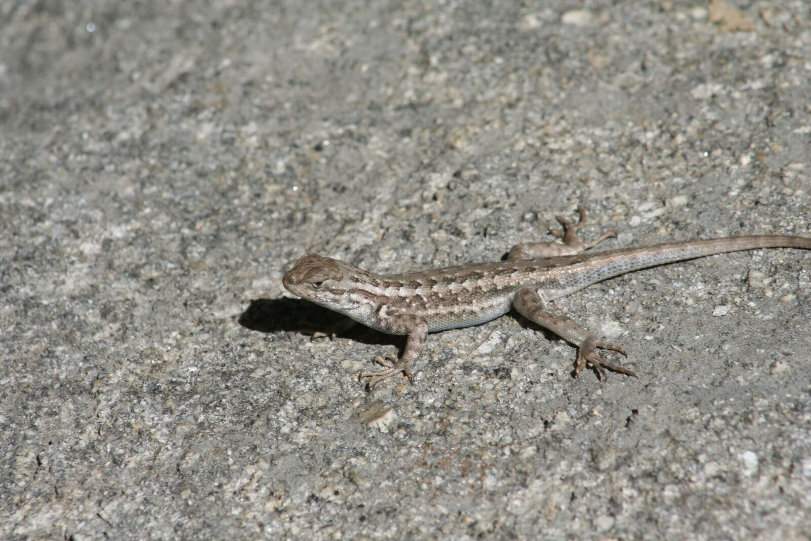 Canon EOS 350D (EOS Digital Rebel XT / EOS Kiss Digital N) sample photo. Lizard, creature, nature photography