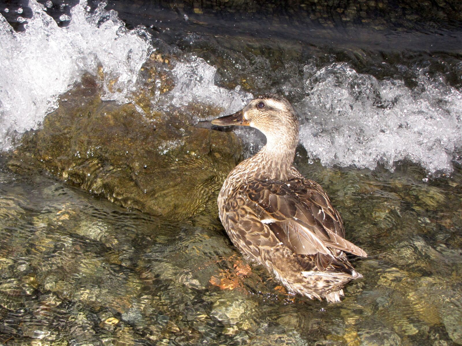 Canon PowerShot SX10 IS sample photo. Duck, water, nature photography