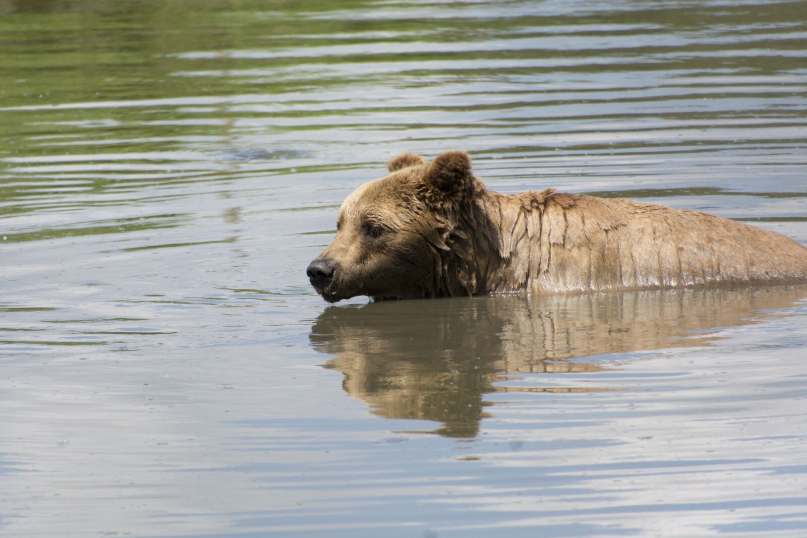 Nikon D7100 sample photo. Beast, bear, hairy photography