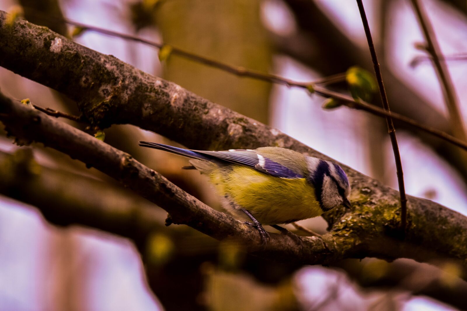 Tamron SP 150-600mm F5-6.3 Di VC USD sample photo. Bird, nature, tit photography