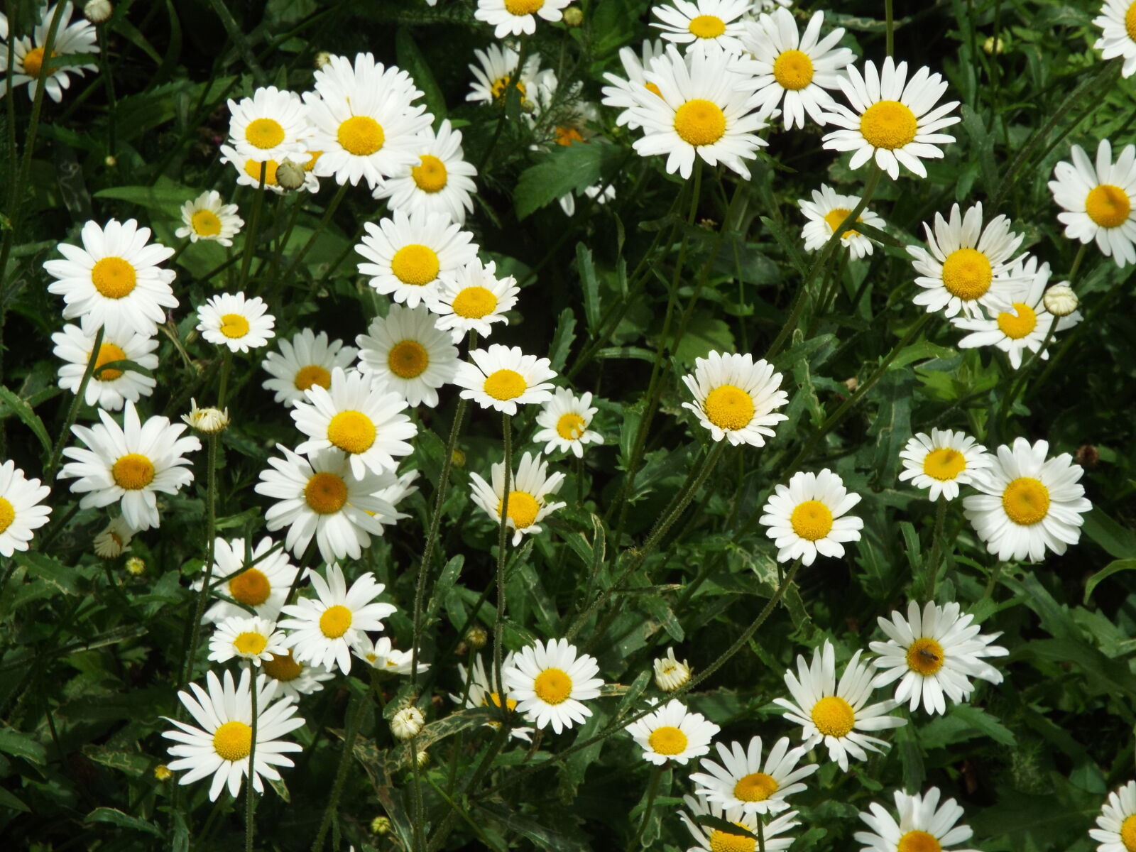 Fujifilm FinePix S8200 sample photo