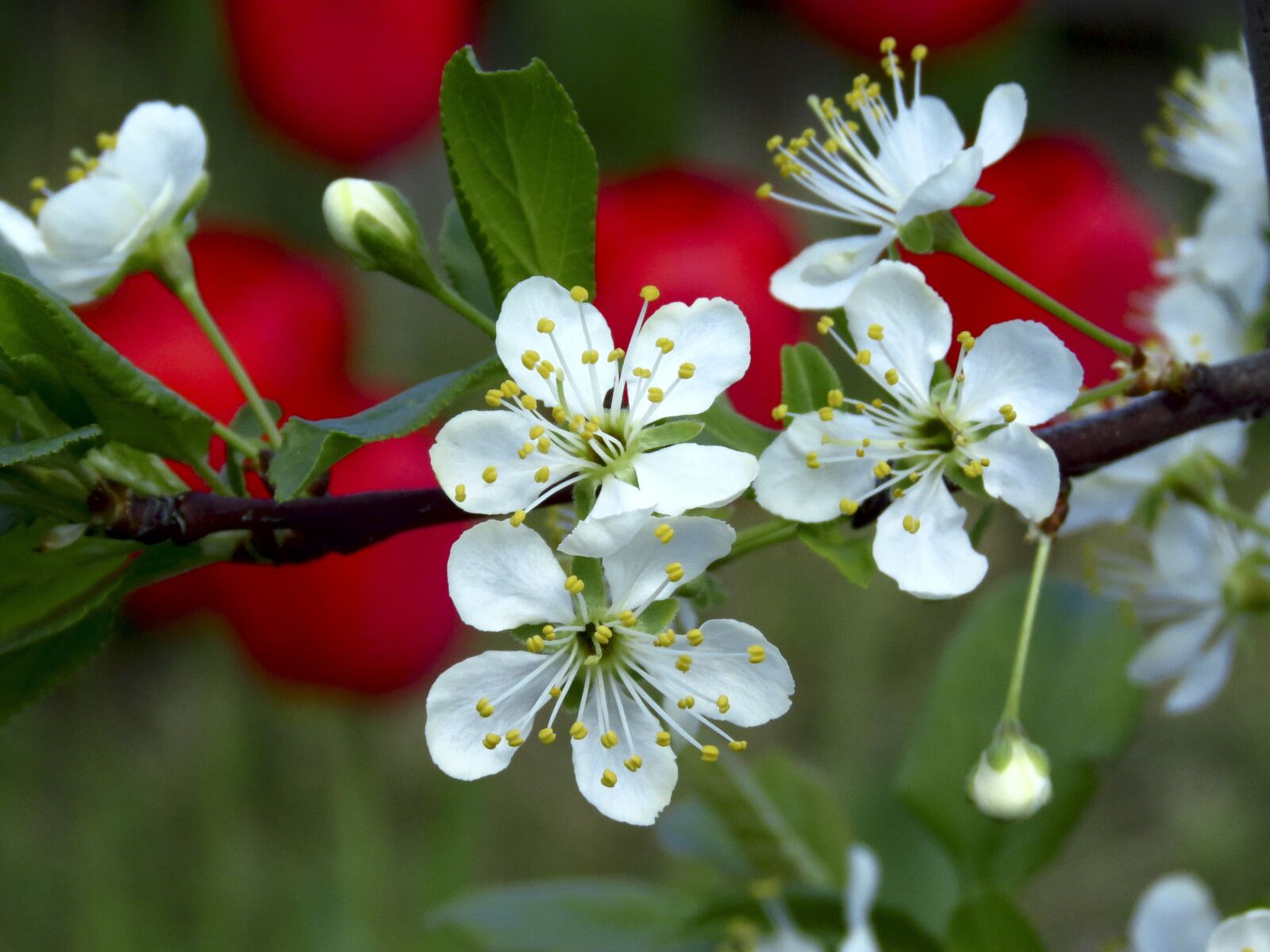 Canon PowerShot SX60 HS sample photo. Flowers, plum, spring photography