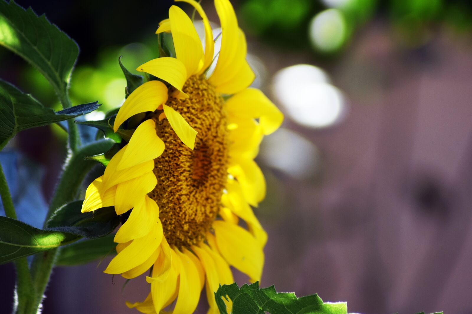 Nikon D3400 sample photo. Sunflower, plant, garden photography