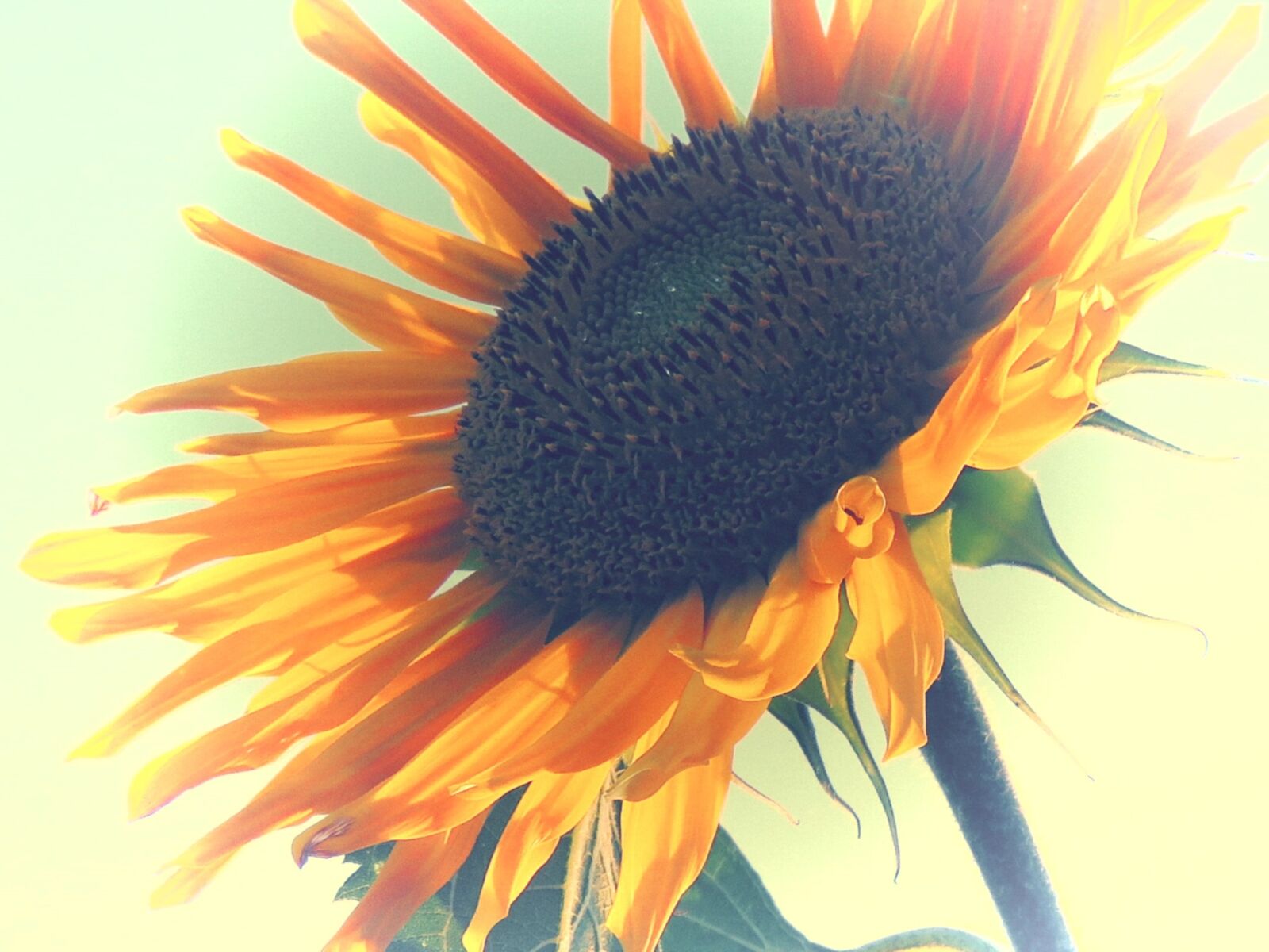 Canon PowerShot SX60 HS sample photo. Sunflower, yellow, edited photography