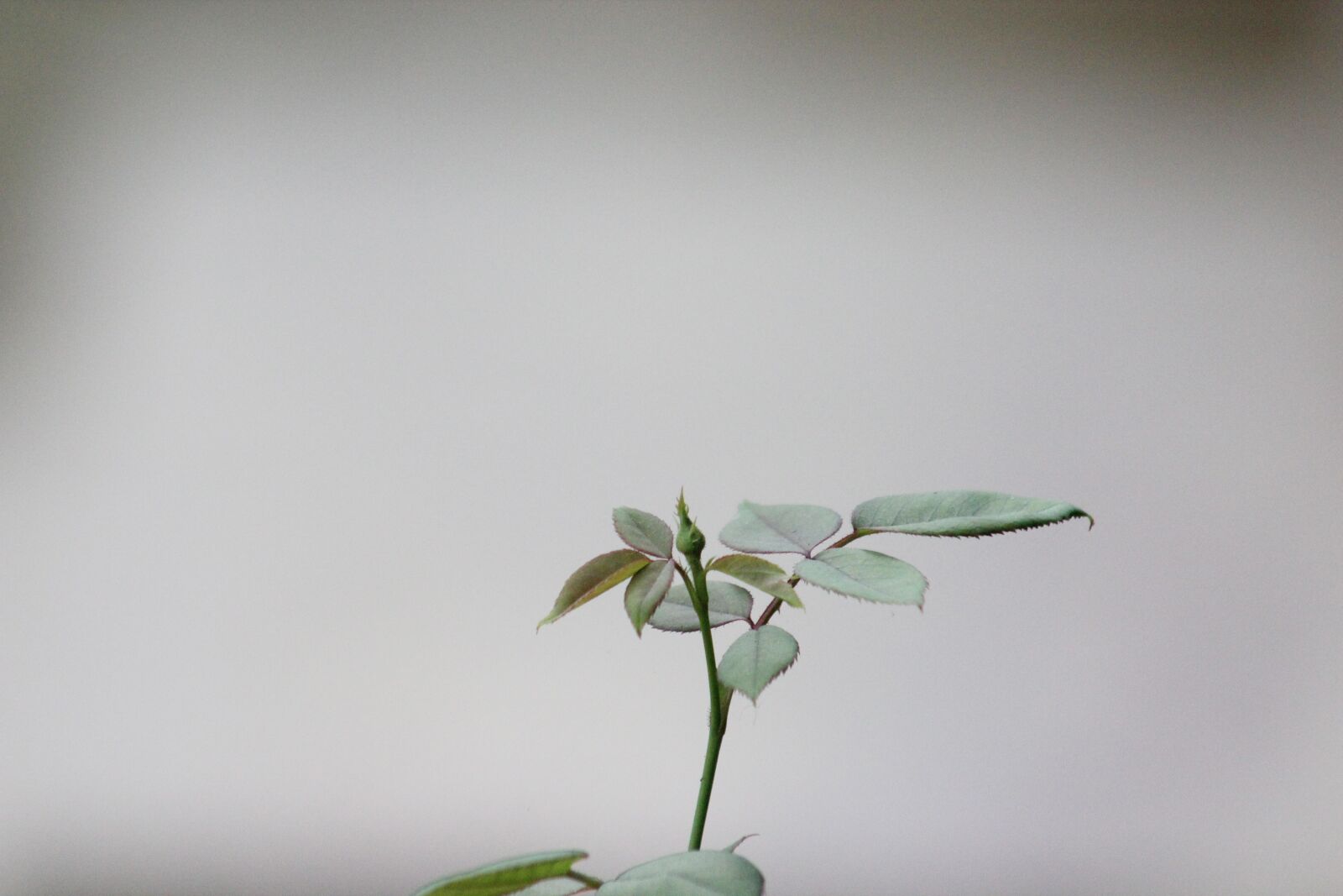 Canon EF75-300mm f/4-5.6 sample photo. Leaf, flora, nature photography