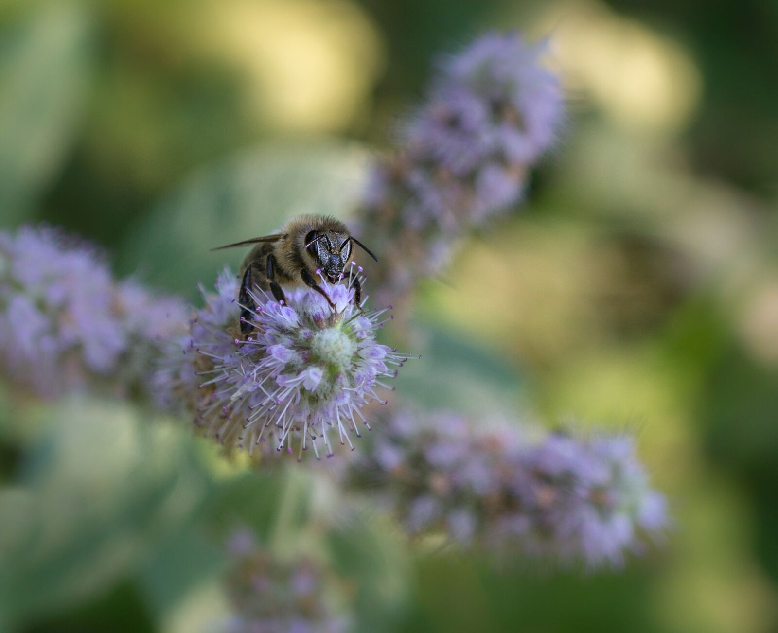 Sony E 30mm F3.5 Macro sample photo. Bee, forest, nature photography