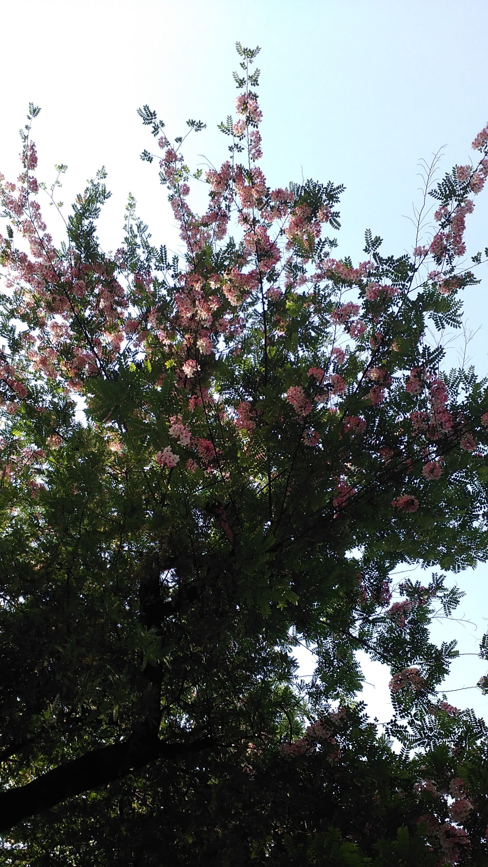 Lenovo K6 NOTE sample photo. Spring, nature, flower photography