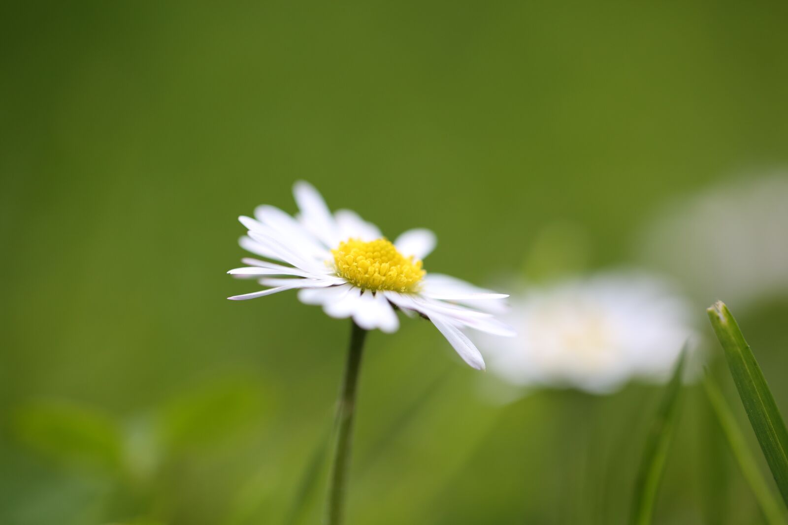 Canon EF 100mm F2.8L Macro IS USM sample photo. Meadow, grass, landscape photography