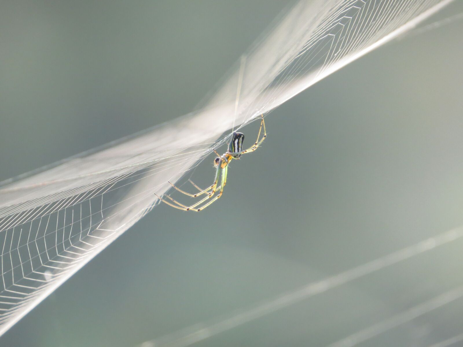 Canon PowerShot SX50 HS sample photo. Nature, insects, colombia photography