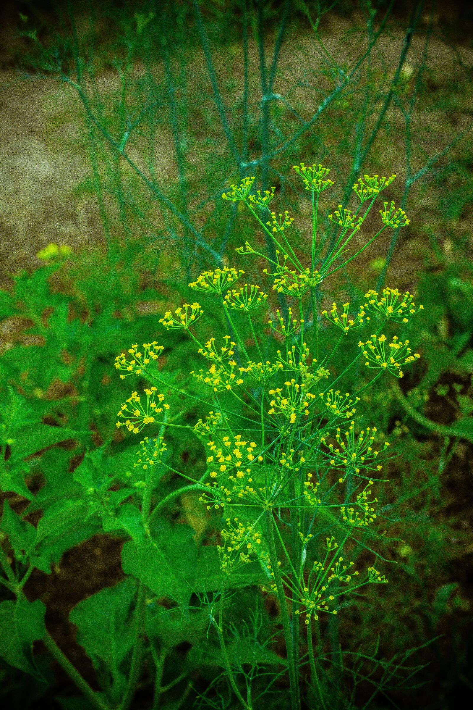 Canon EOS 700D (EOS Rebel T5i / EOS Kiss X7i) + Canon EF 50mm F1.8 STM sample photo. Vegetable, food, flower photography