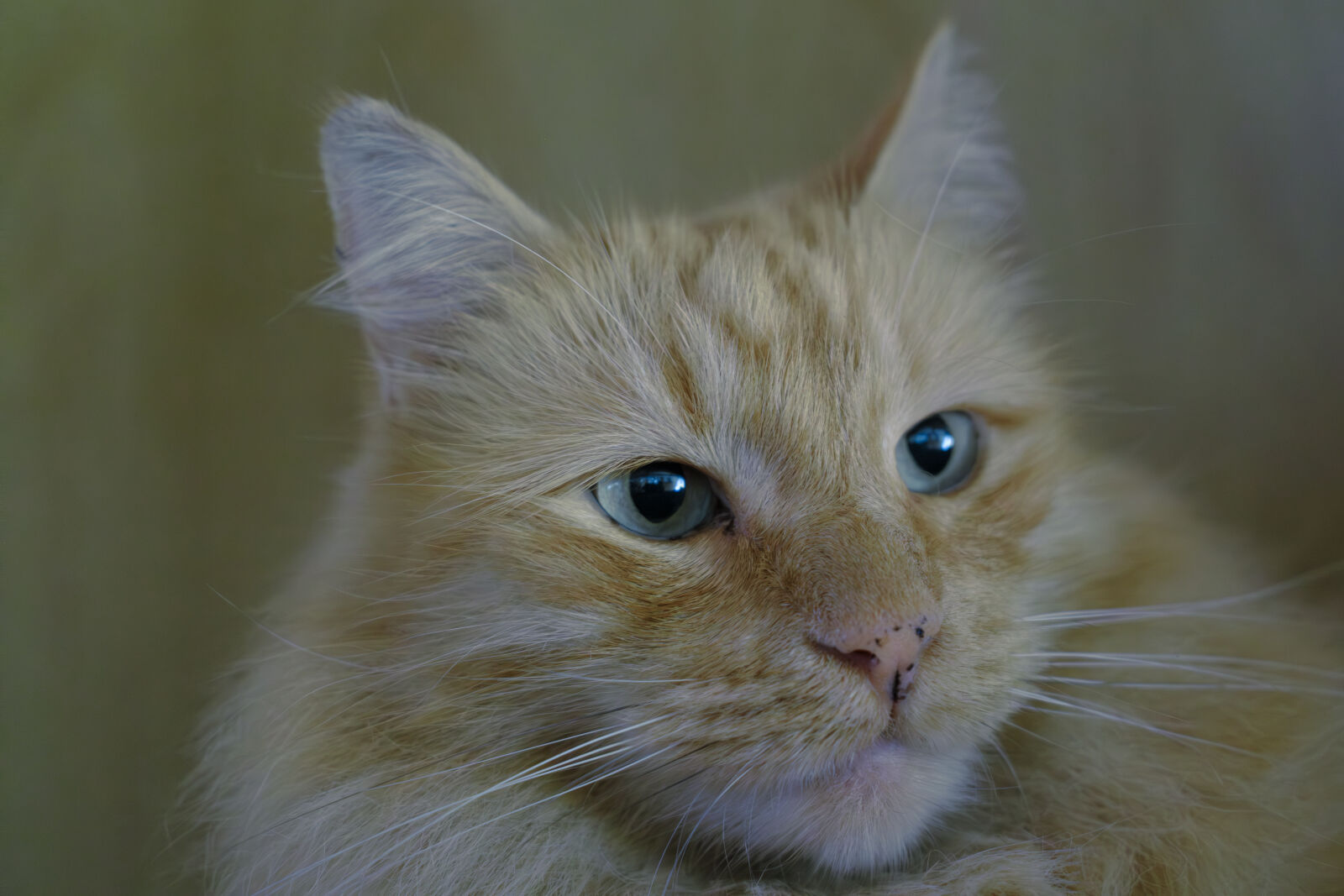 Fujifilm X100VI sample photo. Estopa photography