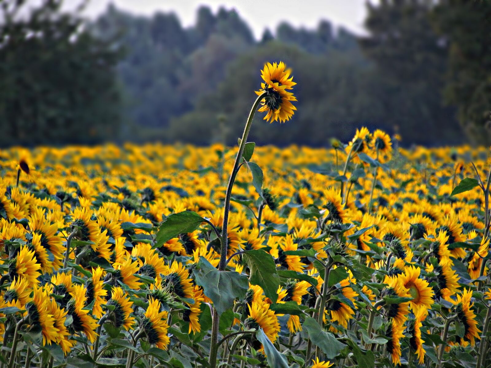 Canon PowerShot SX30 IS sample photo. Sunflowers, field, summer photography
